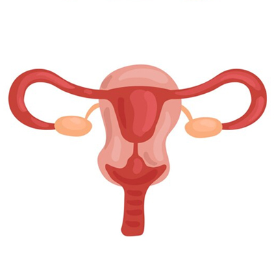 illustration utérus