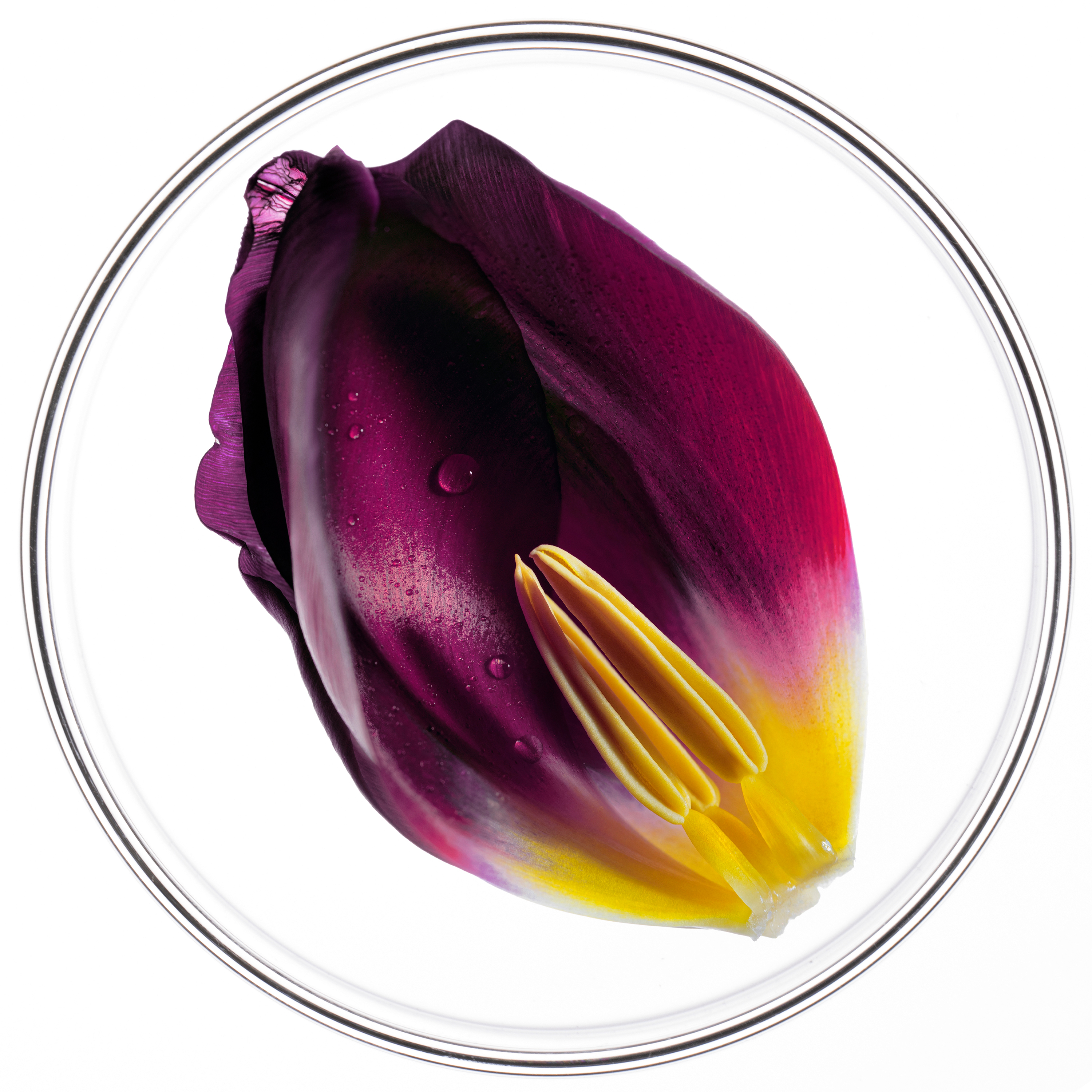 3. Extrait de Tulipe Breveté : Force