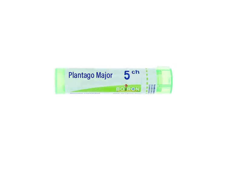 Boiron Plantago Major 5CH Tube - 4 g